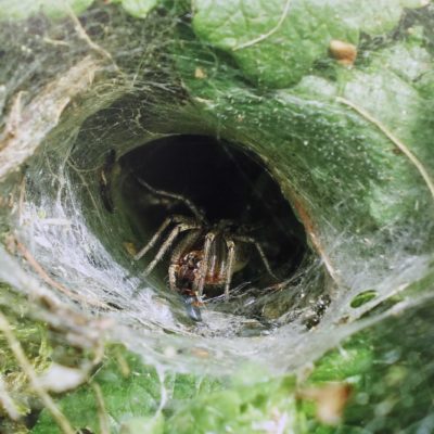 Eine Spinne in ihrem Trichternetz